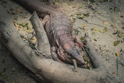 High angle view of lizard on rock