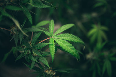 Close-up of plant leaves