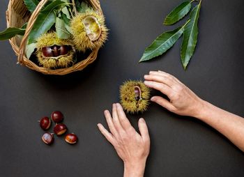 Close-up of woman hand holding chestnut