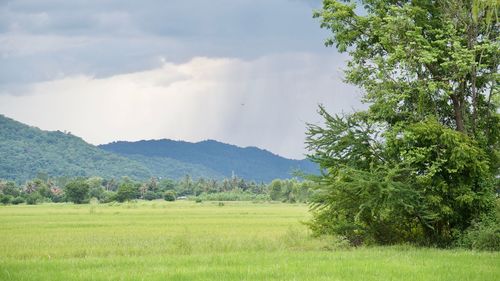 Scenic view of field against sky