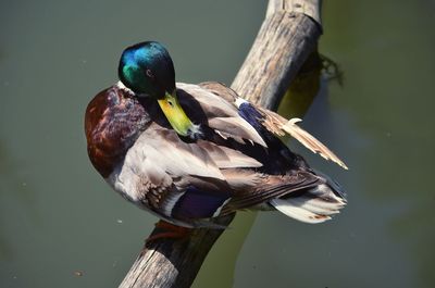 Close-up of bird perching on a lake