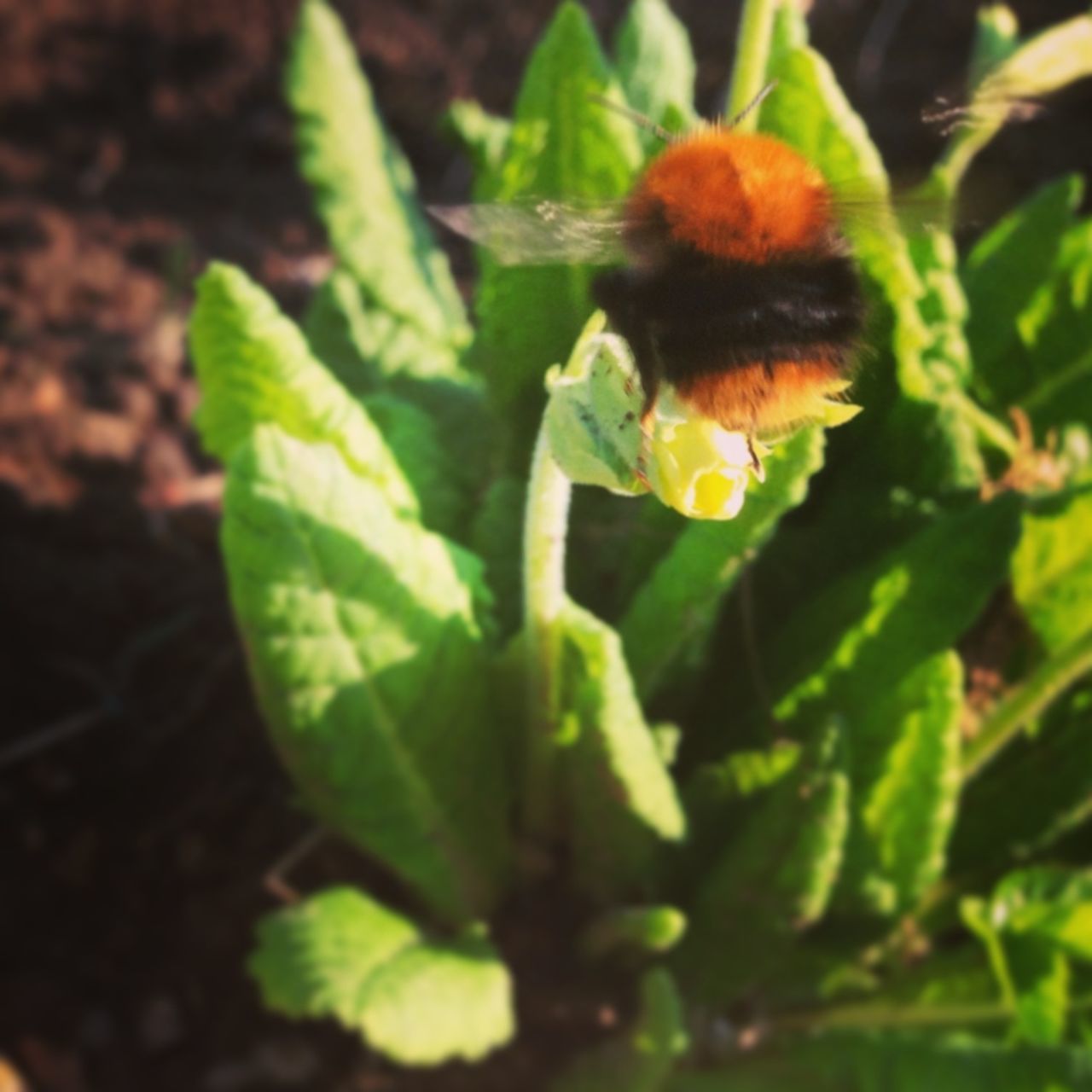 growth, flower, leaf, freshness, plant, green color, close-up, fragility, nature, beauty in nature, bud, focus on foreground, petal, flower head, new life, stem, beginnings, selective focus, blooming, outdoors