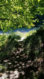 Trees growing in park