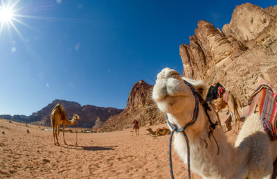 Low angle view of camel on mountain against sky