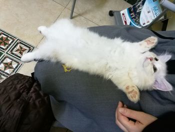 Cat on blanket