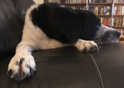 Dog sleeping on floor at home