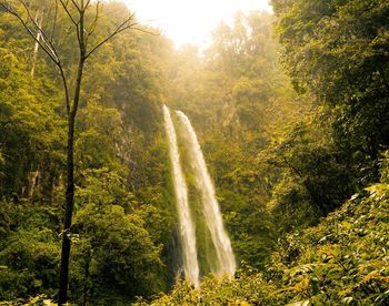 View of waterfall in forest