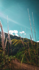 Plants growing on field against sky