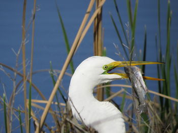 Close-up of a bird against blurred background