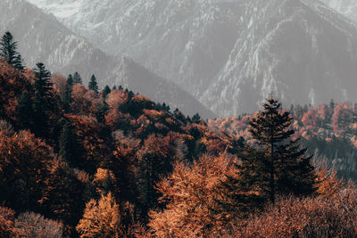 Pine trees against mountains