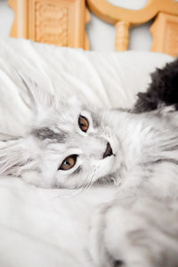 Close-up of cat lying on bed
