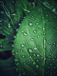 Close-up of water drops on leaves