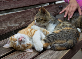 Close-up of cat sitting on wood