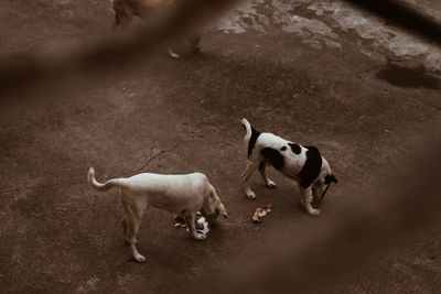 High angle view of dogs standing on land
