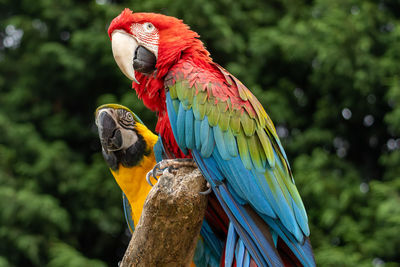 Close-up of parrot