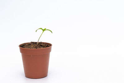 Close-up of potted plant against white background