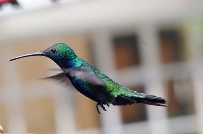 Close-up of bird flying