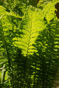 Close-up of fern leaves