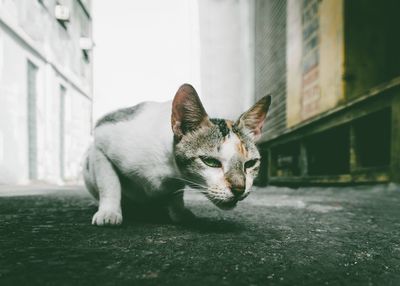 Portrait of cat relaxing outdoors