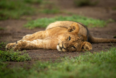 Close-up of lion cub lying on side