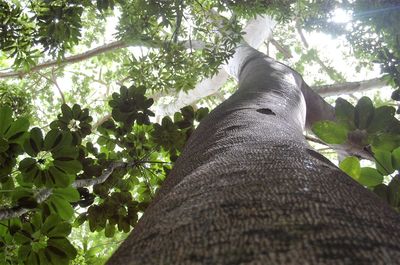 Low angle view of tree