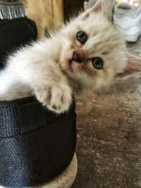 Close-up portrait of cat relaxing on floor