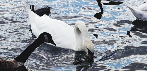 Swans swimming in lake