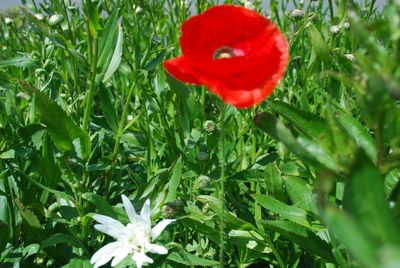 Close-up of poppy blooming outdoors
