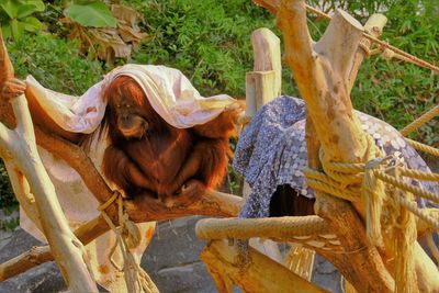 Orangutans protect themselves from the heat with wet cloths