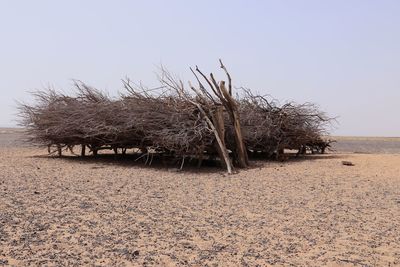 Trees on field against clear sky