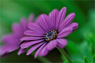 Close-up of bee on pink flower
