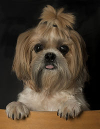 Close-up portrait of a dog