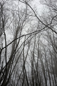 Low angle view of silhouette bare trees against sky