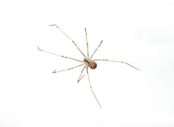 Close-up of insect on white background