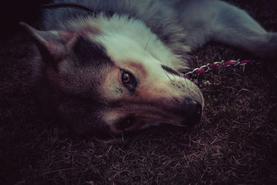 Close-up of a dog looking away