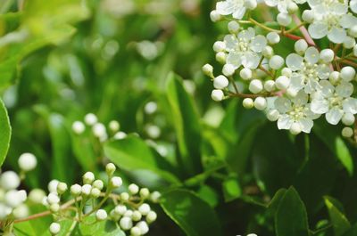 Close-up of white flowering plants