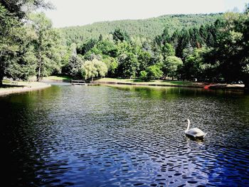 View of birds in lake