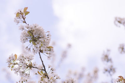 Low angle view of flowers blooming on tree