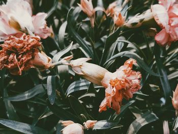 Close-up of flowering plants