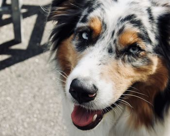 Close-up portrait of dog