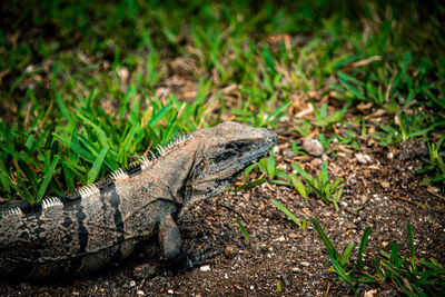 Close-up of iguana on field