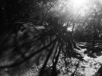 Shadow of tree on sunny day