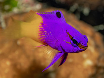 Close-up of siamese fighting fish