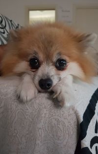 Close-up portrait of dog at home