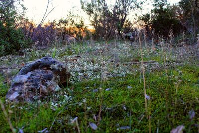 Close-up of grass in forest