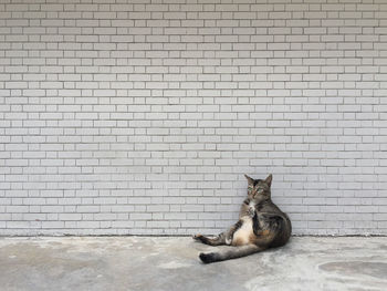 Cat sitting on wall