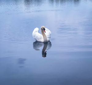 reflection