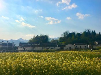 Yellow flowers growing in farm against sky