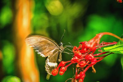 Close-up of insect on plant