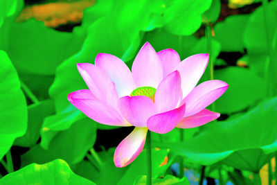 Close-up of pink lotus water lily in pond